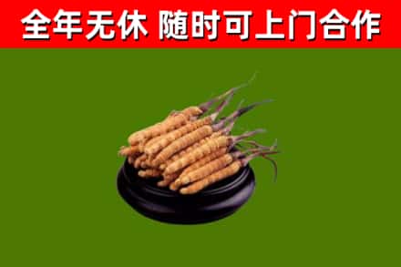 北海市回收散虫草