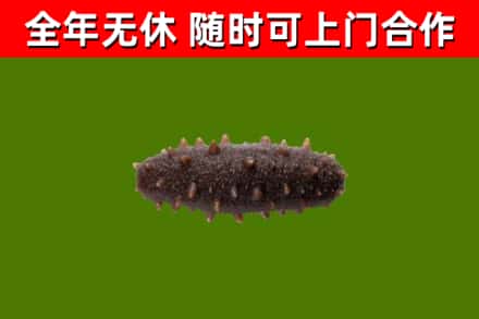 北海市回收海参干